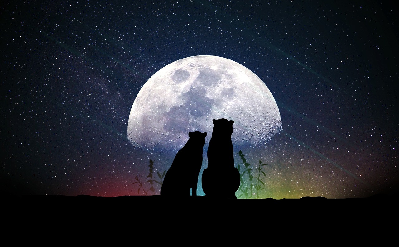 七色世界，探索未知的奇幻手游大作
