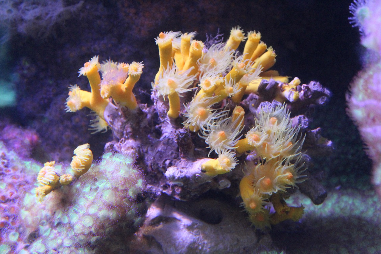 探秘自然奇观，青蛙吐珠——一场生态与生物的奇妙之旅