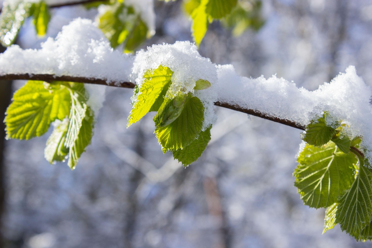 纵被春风吹作雪，春日里的诗意与哲思